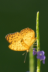 Phalanta phalantha phalantha