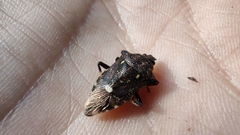 Eocanthecona thomsoni