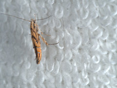 Trachydora chrysodoxa