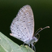 Pygmy Grass Blue - Photo (c) jensenseah, some rights reserved (CC BY-NC)