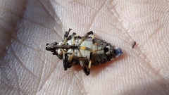 Eocanthecona thomsoni