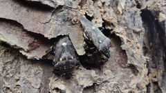 Eocanthecona thomsoni