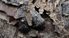 Eocanthecona thomsoni