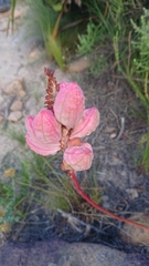 Tritoniopsis antholyza