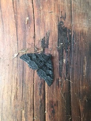 Xanthorhoe anthracinata