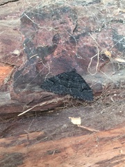Xanthorhoe anthracinata
