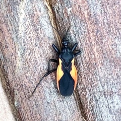 Archilestidium cinnabarinum