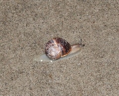 Cornu aspersum