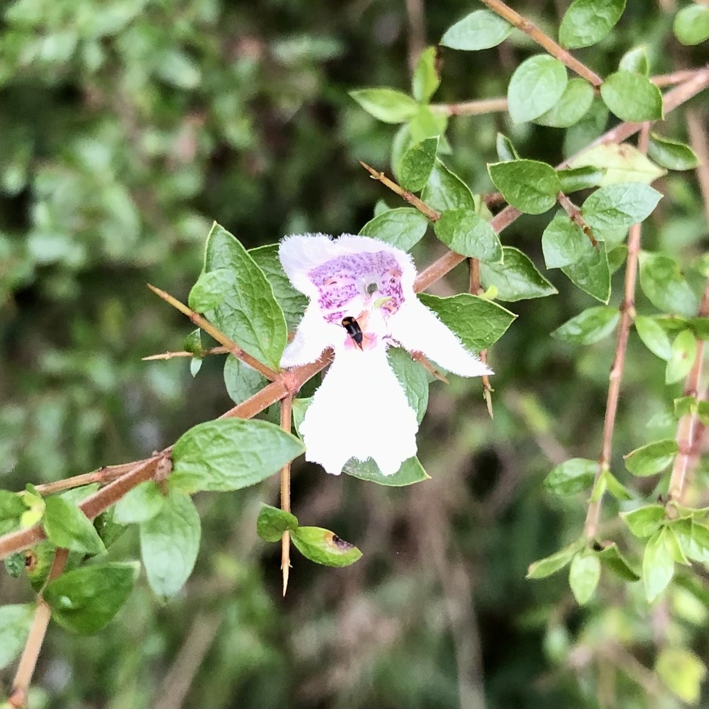 Christmas Bush from Dandenong Ranges National Park-Ferntree Gully ...