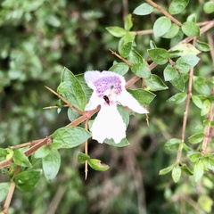 Prostanthera lasianthos