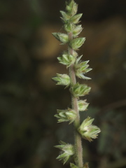 Pupalia lappacea