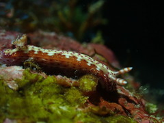 Hypselodoris decorata