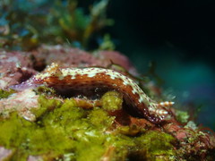 Hypselodoris decorata