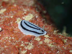 Phyllidiopsis xishaensis