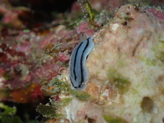 Phyllidiopsis xishaensis