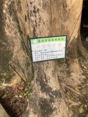 Pterocarpus vidalianus