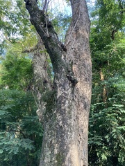 Pterocarpus vidalianus