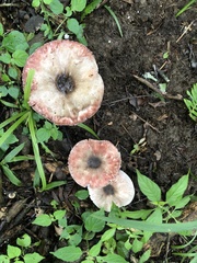 Agaricus subrufescens