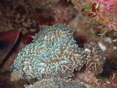 Euphyllia cristata