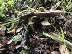 Agaricus subrufescens