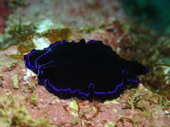 Pseudoceros caeruleocinctus