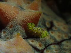 Phyllidiopsis cardinalis