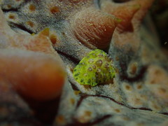 Phyllidiopsis cardinalis
