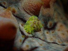 Phyllidiopsis cardinalis