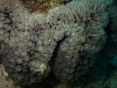 Fimbriaphyllia divisa