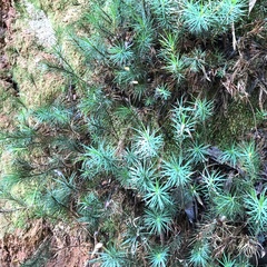 Dawsonia superba