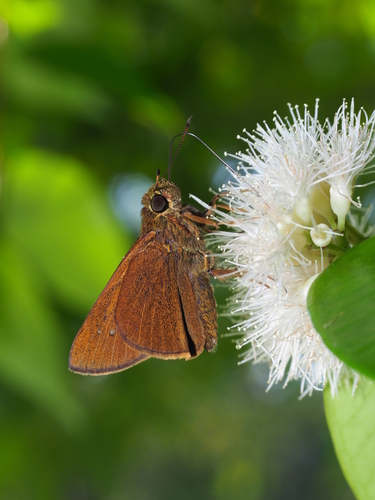 Malayan Swift