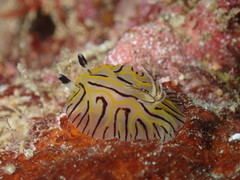 Halgerda willeyi