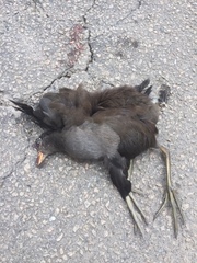Gallinula tenebrosa tenebrosa