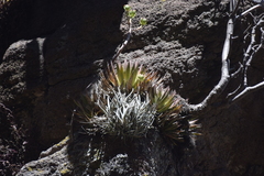 Tillandsia erubescens