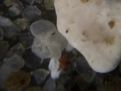 Cibicidoides variabilis