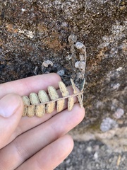 Astrolepis integerrima