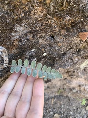 Astrolepis integerrima