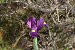 Iris filifolia