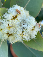 Eucalyptus pleurocarpa