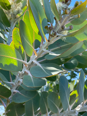 Eucalyptus pleurocarpa
