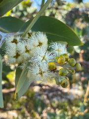 Eucalyptus pleurocarpa