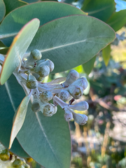 Eucalyptus pleurocarpa