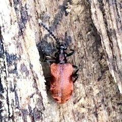 Lemodes atricollis