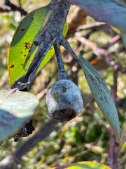 Eucalyptus pleurocarpa