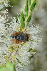Calliphora augur