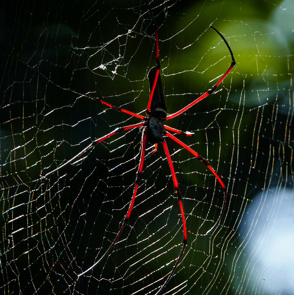 Giant Golden Orbweaver