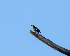 Ampeliceps coronatus