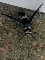 Xenorhynchium nitidulum