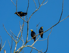 Ampeliceps coronatus