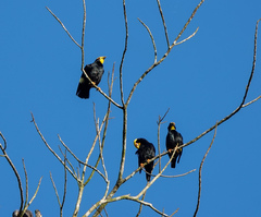 Ampeliceps coronatus